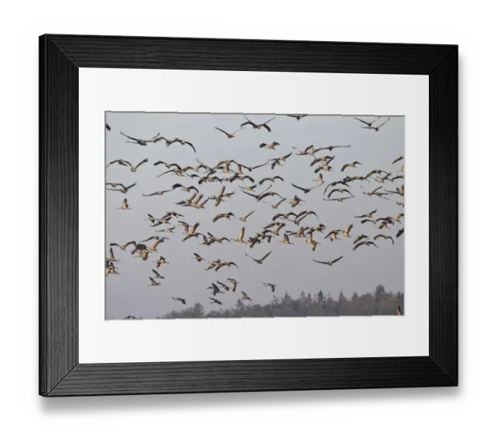 Framed Print : Flying Cranes -Grus grus- in the morning, Mecklenburg-Vorpommern, Germany Framed Print : Flying Cranes -Grus grus- in the morning, Mecklenburg-Vorpommern, Germany