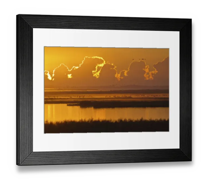 Framed Print : Early morning with cranes -Grus grus- in Bodden, Mecklenburg-Vorpommern, Germany Framed Print : Early morning with cranes -Grus grus- in Bodden, Mecklenburg-Vorpommern, Germany