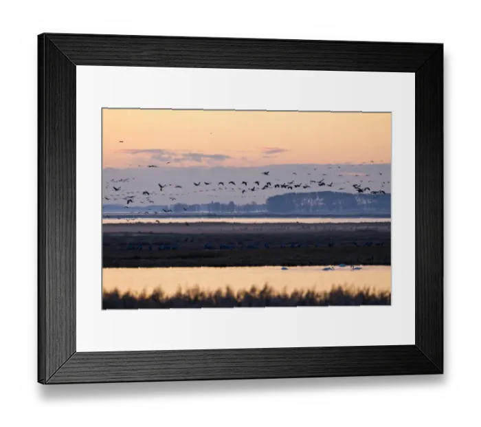 Framed Print : Early morning with cranes -Grus grus- in Bodden, Mecklenburg-Vorpommern, Germany Framed Print : Early morning with cranes -Grus grus- in Bodden, Mecklenburg-Vorpommern, Germany
