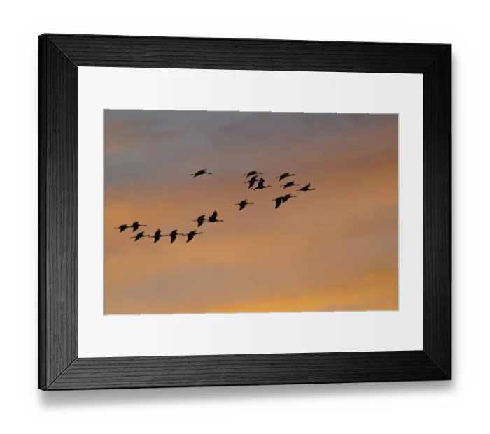 Framed Print : Common Cranes or Eurasian Cranes -Grus grus- in flight in the evening light, Mecklenburg-Western Pomerania, Germany Framed Print : Common Cranes or Eurasian Cranes -Grus grus- in flight in the evening light, Mecklenburg-Western Pomerania, Germany