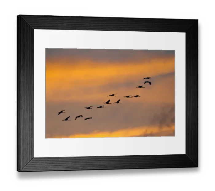Framed Print : Cranes -Grus grus-, flock in flight in the evening light, Mecklenburg-Western Pomerania, Germany Framed Print : Cranes -Grus grus-, flock in flight in the evening light, Mecklenburg-Western Pomerania, Germany