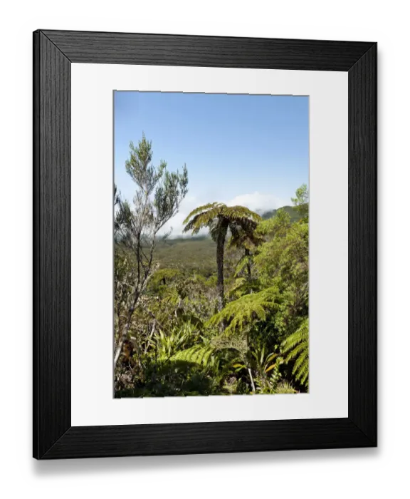 Framed Print : Tropical vegetation, Tree Fern -Cyatheales- in the mountain landscape below Piton des Neiges Mountain, 3069 m, near Cilaos, French Overseas Territory, La Reunion Framed Print : Tropical vegetation, Tree Fern -Cyatheales- in the mountain landscape below Piton des Neiges Mountain, 3069 m, near Cilaos, French Overseas Territory, La Reunion