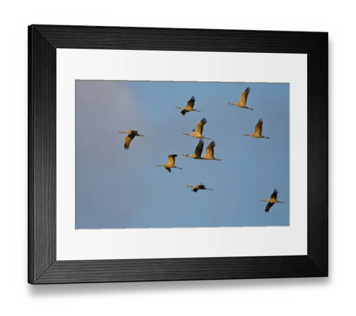 Framed Print : Common Cranes or Eurasian Cranes -Grus grus- in flight at dawn, Mecklenburg-Western Pomerania, Germany