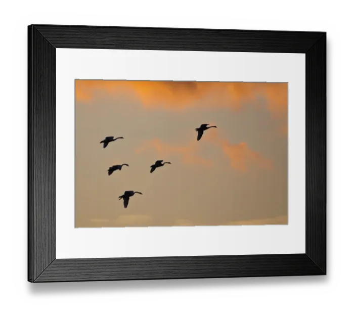 Framed Print : Common Cranes or Eurasian Cranes -Grus grus- in flight in the evening light, Mecklenburg-Western Pomerania, Germany Framed Print : Common Cranes or Eurasian Cranes -Grus grus- in flight in the evening light, Mecklenburg-Western Pomerania, Germany