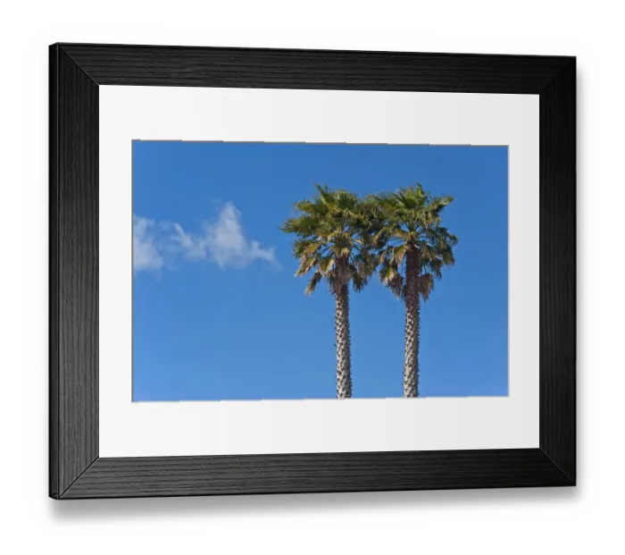 Framed Print : Two palm trees against a blue sky, Auckland, New Zealand Framed Print : Two palm trees against a blue sky, Auckland, New Zealand