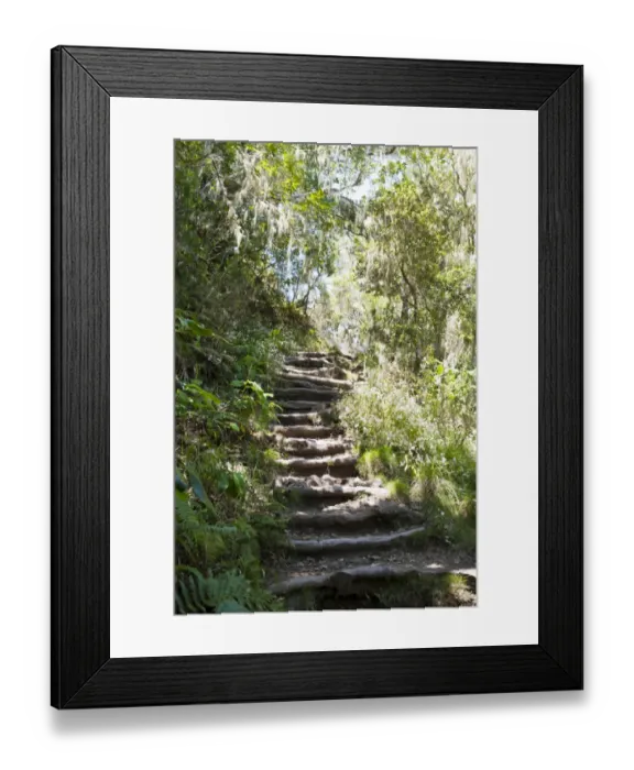 Framed Print : Stairs, hiking trail through a jungle, near Cilaos, La Reunion, Reunion Framed Print : Stairs, hiking trail through a jungle, near Cilaos, La Reunion, Reunion