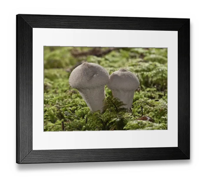 Framed Print : Gem-studded Puffball or the Devils Snuff-box -Lycoperdon perlatum-, Untergroningen, Abtsgmuend, Baden-Wurttemberg, Germany Framed Print : Gem-studded Puffball or the Devils Snuff-box -Lycoperdon perlatum-, Untergroningen, Abtsgmuend, Baden-Wurttemberg, Germany