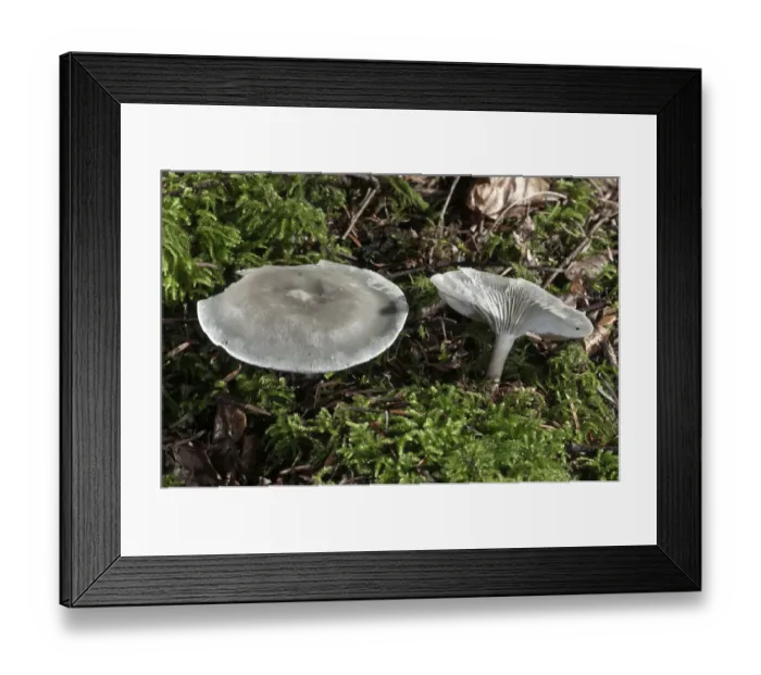 Framed Print : Green-blue Aniseed Toadstool -Clitocybe odora-, Untergroningen, Abtsgmuend, Baden-Wurttemberg, Germany Framed Print : Green-blue Aniseed Toadstool -Clitocybe odora-, Untergroningen, Abtsgmuend, Baden-Wurttemberg, Germany