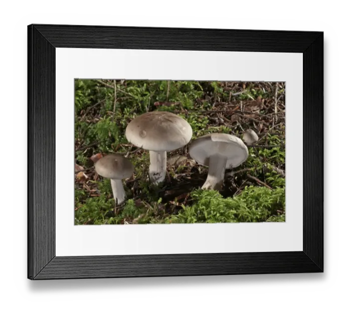 Framed Print : Clouded agaric -Lepista nebularis- Untergroeningen, Baden-Wuerttemberg, Germany, Europe