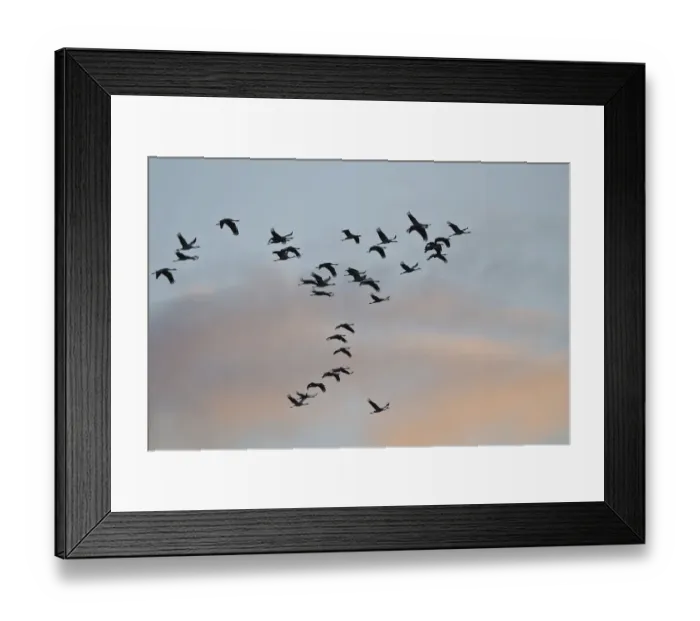 Framed Print : Common Cranes or Eurasian Cranes -Grus grus- in flight at dawn, Mecklenburg-Western Pomerania, Germany Framed Print : Common Cranes or Eurasian Cranes -Grus grus- in flight at dawn, Mecklenburg-Western Pomerania, Germany