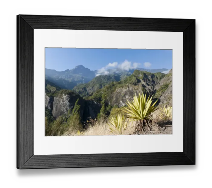Framed Print : Agave -Agave- along the Sentier de la Chapelle route, Cilaos, La Reunion, Reunion, France