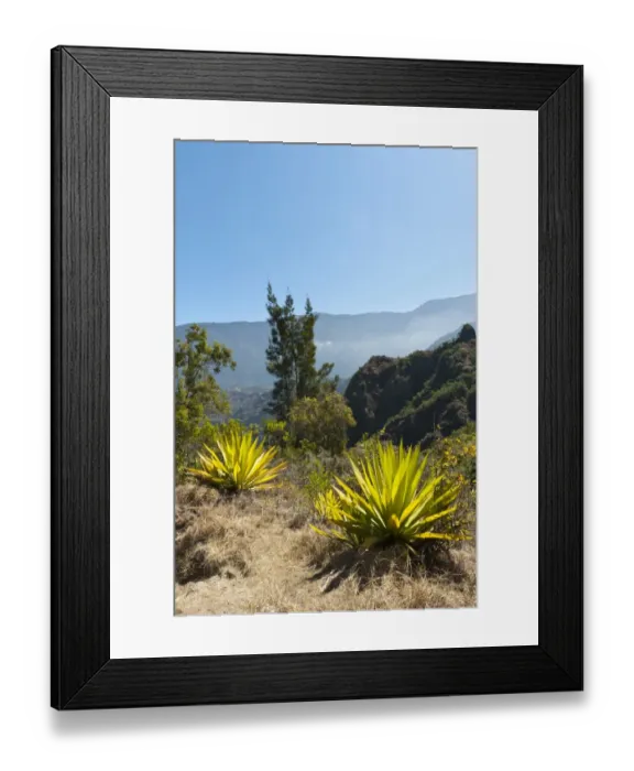Framed Print : Agave -Agave- along the Sentier de la Chapelle route, Cilaos, La Reunion, Reunion, France Framed Print : Agave -Agave- along the Sentier de la Chapelle route, Cilaos, La Reunion, Reunion, France