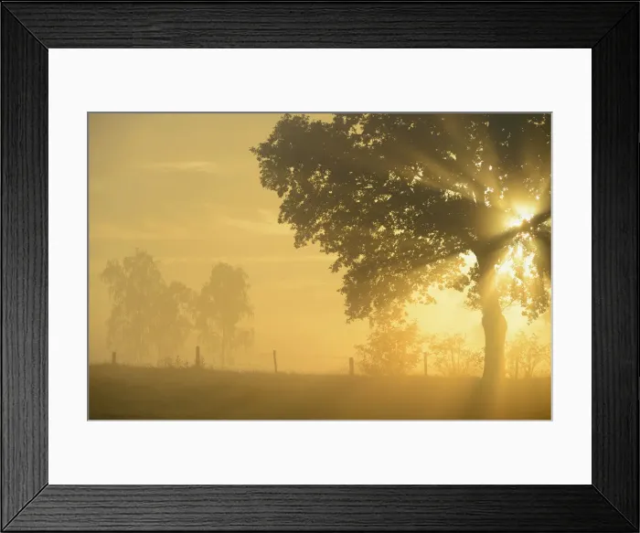Framed Print : Sun rays in a tree, Dingdener Heide, Hamminkeln, Lower Rhine region, North Rhine-Westphalia, Germany