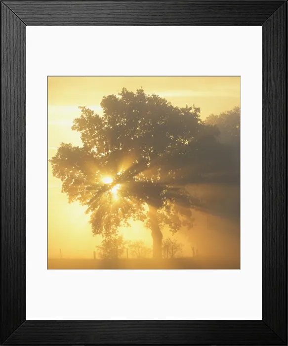 Framed Print : Sun rays in a tree, Dingdener Heide, Hamminkeln, Lower Rhine region, North Rhine-Westphalia, Germany Framed Print : Sun rays in a tree, Dingdener Heide, Hamminkeln, Lower Rhine region, North Rhine-Westphalia, Germany