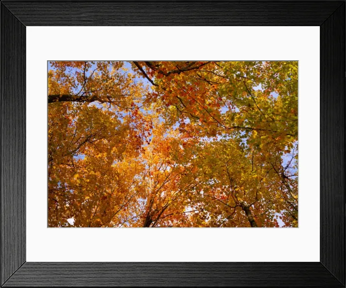 Framed Print : Maple trees -Acer- with bright autumn coloured leaves, Sutton, Eastern Townships, Quebec Province, Canada Framed Print : Maple trees -Acer- with bright autumn coloured leaves, Sutton, Eastern Townships, Quebec Province, Canada
