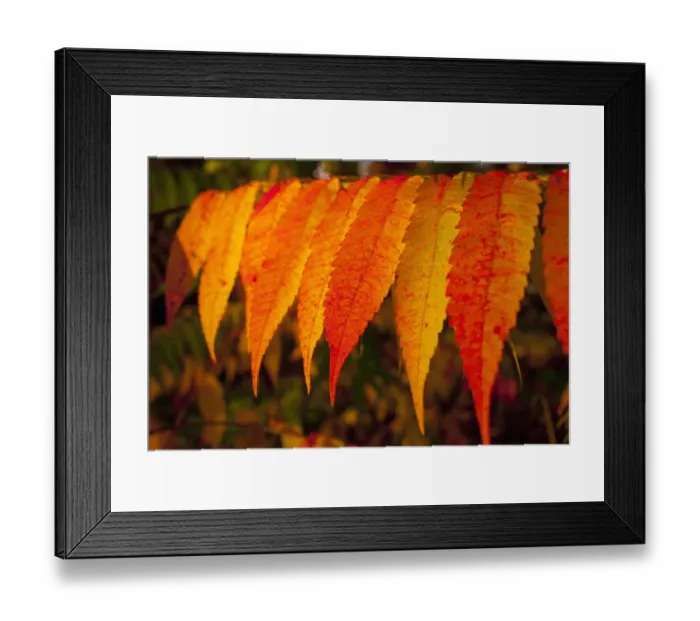 Framed Print : Autumnally coloured sumac leaves, Bromont, Eastern Townships, Quebec Province, Canada Framed Print : Autumnally coloured sumac leaves, Bromont, Eastern Townships, Quebec Province, Canada