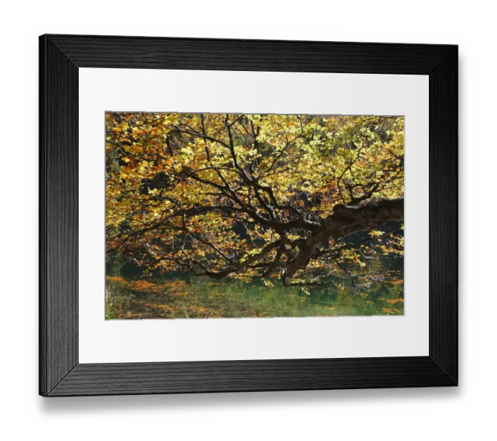 Framed Print : European Beech -Fagus sylvatica- on lake Hinterer Langbathsee in autumn, Ebensee, Salzkammergut region, Upper Austria, Austria, Europe Framed Print : European Beech -Fagus sylvatica- on lake Hinterer Langbathsee in autumn, Ebensee, Salzkammergut region, Upper Austria, Austria, Europe