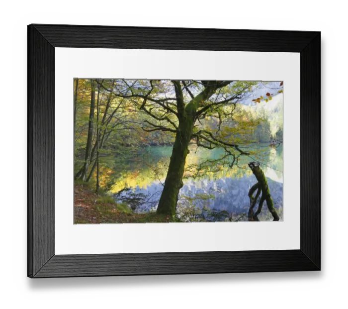 Framed Print : European Beeches -Fagus sylvatica- on lake Hinterer Langbathsee in autumn, Ebensee, Salzkammergut region, Upper Austria, Austria, Europe Framed Print : European Beeches -Fagus sylvatica- on lake Hinterer Langbathsee in autumn, Ebensee, Salzkammergut region, Upper Austria, Austria, Europe