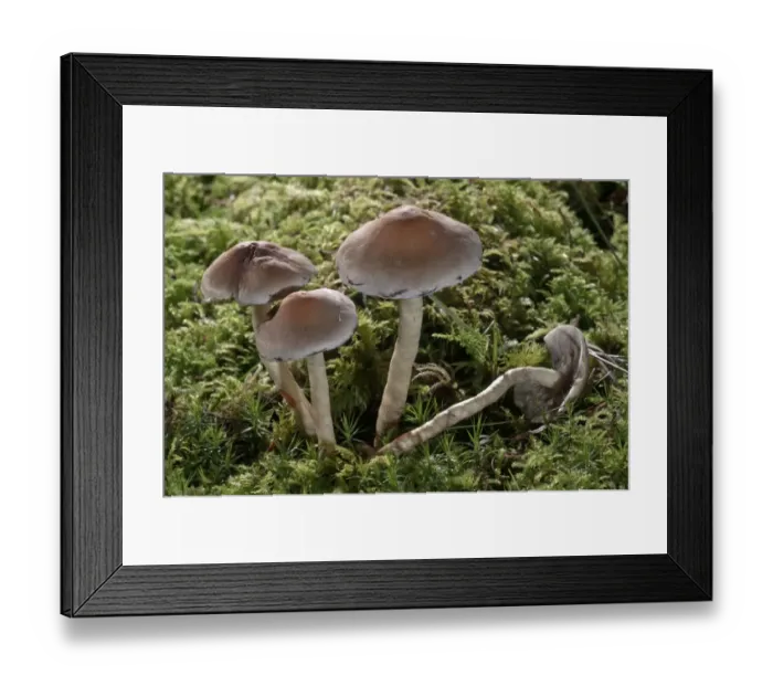 Framed Print : Snakeskin Brownie -Hypholoma marginatum-, Untergroningen, Abtsgmuend, Baden-Wurttemberg, Germany