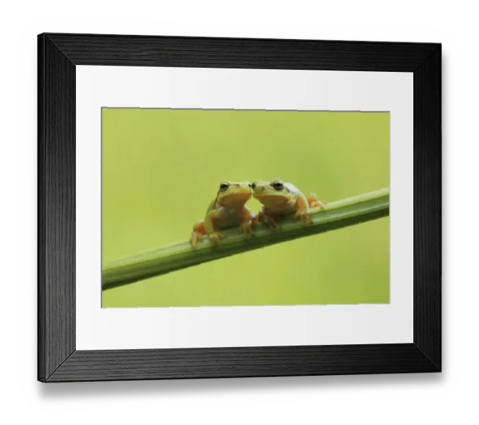 Framed Print : Two European Treefrogs -Hyla arborea- perched on a blade of grass, Tyrol, Austria Framed Print : Two European Treefrogs -Hyla arborea- perched on a blade of grass, Tyrol, Austria