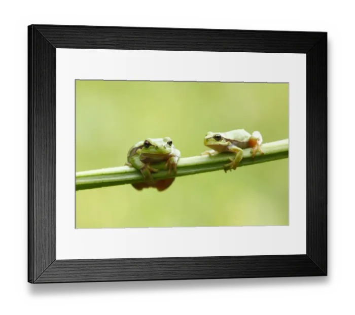 Framed Print : Two European Treefrogs -Hyla arborea- perched on a blade of grass, Tyrol, Austria Framed Print : Two European Treefrogs -Hyla arborea- perched on a blade of grass, Tyrol, Austria