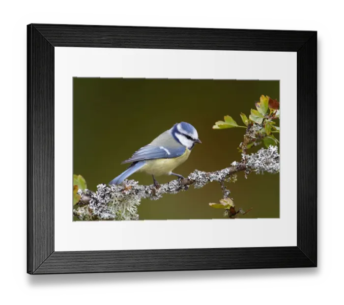 Framed Print : Blue Tit -Parus caeruleus- sitting on a lichen-covered branch, Neunkirchen in Siegerland, North Rhine-Westphalia, Germany, Europe Framed Print : Blue Tit -Parus caeruleus- sitting on a lichen-covered branch, Neunkirchen in Siegerland, North Rhine-Westphalia, Germany, Europe