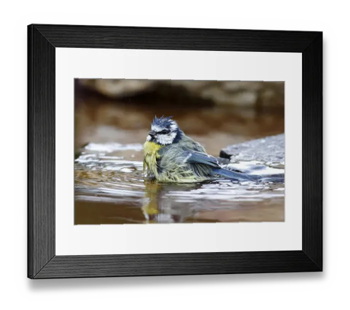 Framed Print : Bathing Blue Tit -Parus caeruleus-, Neunkirchen in Siegerland, North Rhine-Westphalia, Germany, Europe Framed Print : Bathing Blue Tit -Parus caeruleus-, Neunkirchen in Siegerland, North Rhine-Westphalia, Germany, Europe