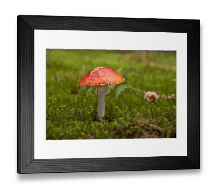 Framed Print : Fly Agaric -Amanita muscaria-, fruiting body between moss, Germany Framed Print : Fly Agaric -Amanita muscaria-, fruiting body between moss, Germany