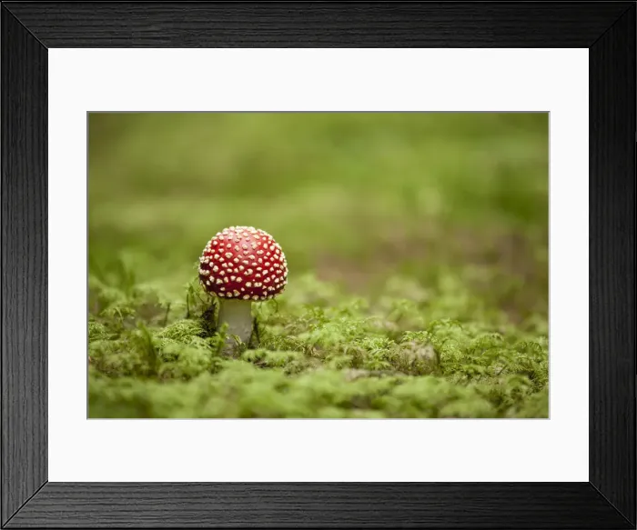 Framed Print : Fly Agaric -Amanita muscaria-, fruiting body between moss, Germany Framed Print : Fly Agaric -Amanita muscaria-, fruiting body between moss, Germany