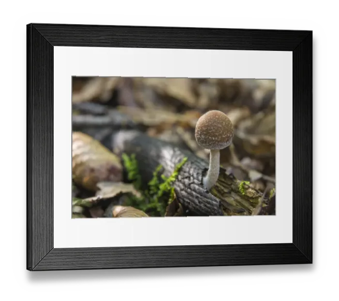 Framed Print : Common Stump Brittlestem -Psathyrella piluliformis-, Thuringia, Germany Framed Print : Common Stump Brittlestem -Psathyrella piluliformis-, Thuringia, Germany