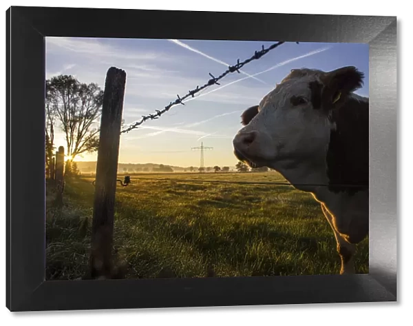Cow standing on a pasture with a barbed wire fence, at sunrise, Raisting, Upper Bavaria, Bavaria, Germany