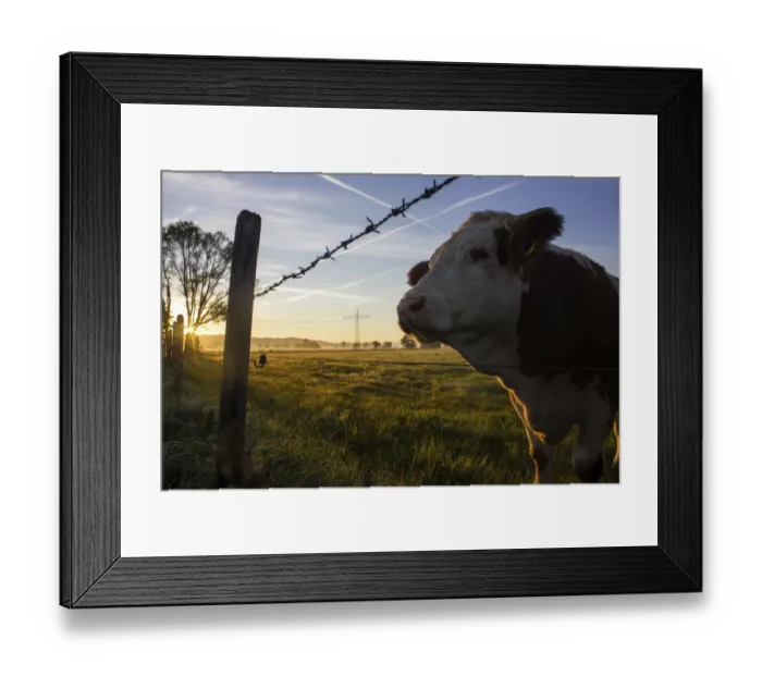 Framed Print : Cow standing on a pasture with a barbed wire fence, at sunrise, Raisting, Upper Bavaria, Bavaria, Germany Framed Print : Cow standing on a pasture with a barbed wire fence, at sunrise, Raisting, Upper Bavaria, Bavaria, Germany
