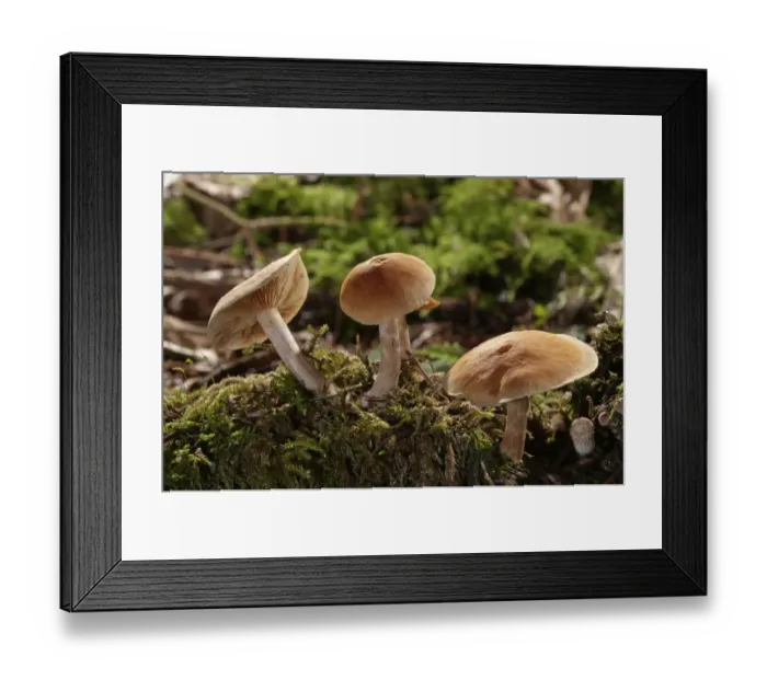 Framed Print : Freckled Flame-cap -Gymnopilus penetrans-, Untergroningen, Abtsgmuend, Baden-Wurttemberg, Germany