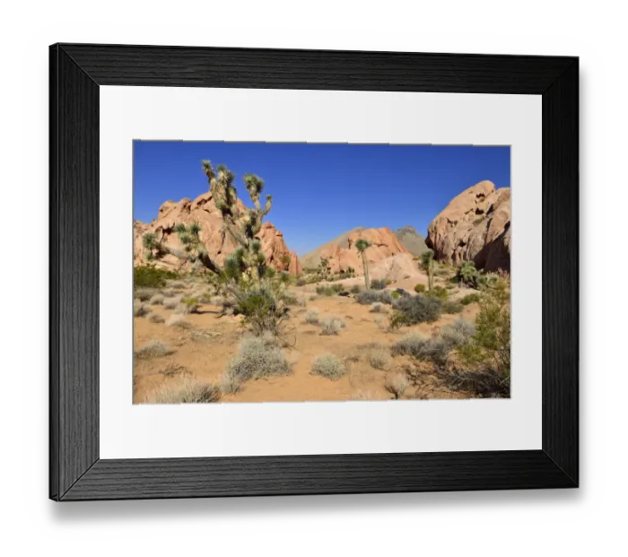 Framed Print : Mojave desert with Joshua tree -Yucca brevifolia-, Whitney Pockets, Virgin Mountains, Nevada, USA, North America Framed Print : Mojave desert with Joshua tree -Yucca brevifolia-, Whitney Pockets, Virgin Mountains, Nevada, USA, North America