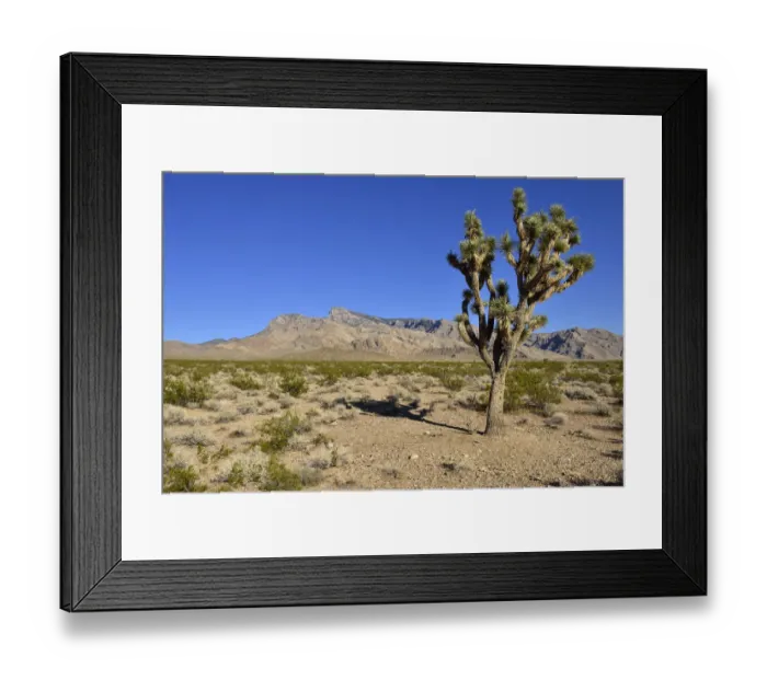 Framed Print : Mojave desert with Joshua tree -Yucca brevifolia-, Virgin Mountains, Nevada, USA, North America Framed Print : Mojave desert with Joshua tree -Yucca brevifolia-, Virgin Mountains, Nevada, USA, North America