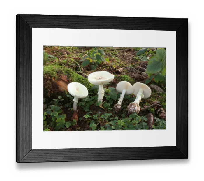 Framed Print : False Death Cap or Citron Amanita -Amanita citrina-, Allgaeu, Bavaria, Germany, Europe Framed Print : False Death Cap or Citron Amanita -Amanita citrina-, Allgaeu, Bavaria, Germany, Europe