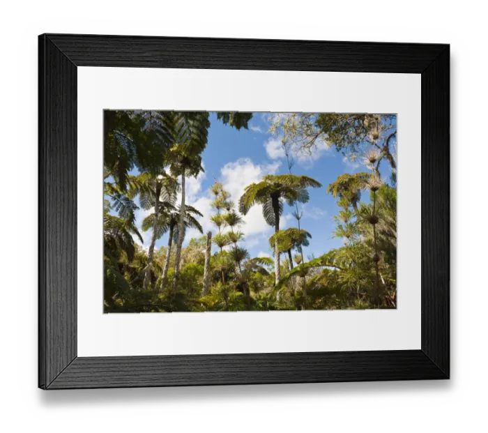 Framed Print : Forest with Tree Ferns -Cyatheales- and bamboo, Plaine des Chicots, Reunion National Park, La Reunion, Reunion, France Framed Print : Forest with Tree Ferns -Cyatheales- and bamboo, Plaine des Chicots, Reunion National Park, La Reunion, Reunion, France