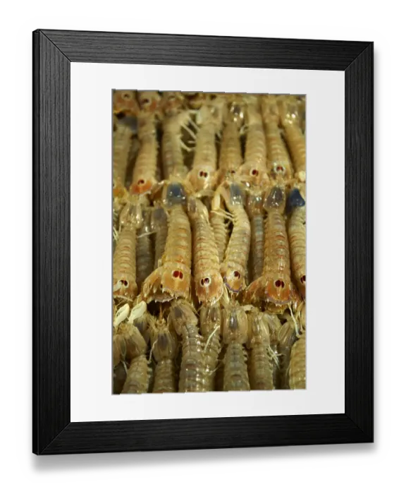 Framed Print : Fresh Connoce prawns, fish market, Rialto, Venice, Italy, Europe Framed Print : Fresh Connoce prawns, fish market, Rialto, Venice, Italy, Europe