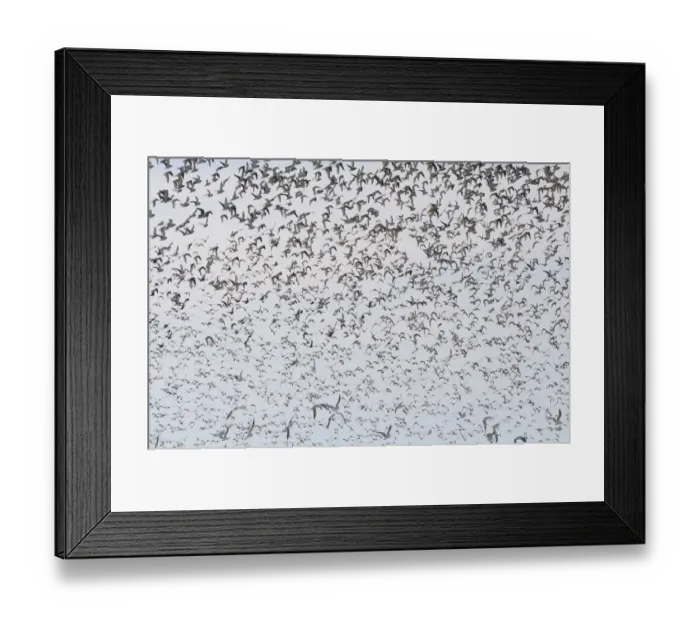 Framed Print : Large flock of birds, Golden Plovers -Pluvialis apricaria-, Fehmarn Island, Schleswig-Holstein, Germany Framed Print : Large flock of birds, Golden Plovers -Pluvialis apricaria-, Fehmarn Island, Schleswig-Holstein, Germany