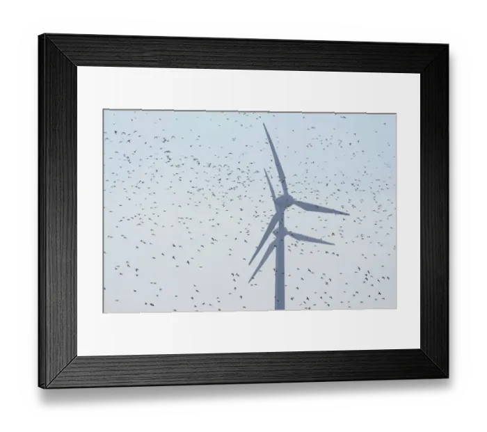 Framed Print : Large flock of birds in front of wind turbines, Fehmarn Island, Schleswig-Holstein, Germany Framed Print : Large flock of birds in front of wind turbines, Fehmarn Island, Schleswig-Holstein, Germany