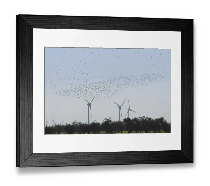 Framed Print : Large flock of birds in front of wind turbines, Fehmarn Island, Schleswig-Holstein, Germany Framed Print : Large flock of birds in front of wind turbines, Fehmarn Island, Schleswig-Holstein, Germany