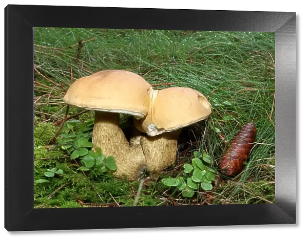 Non-edible False Bolete Mushroom -Tylopilus felleus-, Allgaeu, Bavaria, Germany, Europe