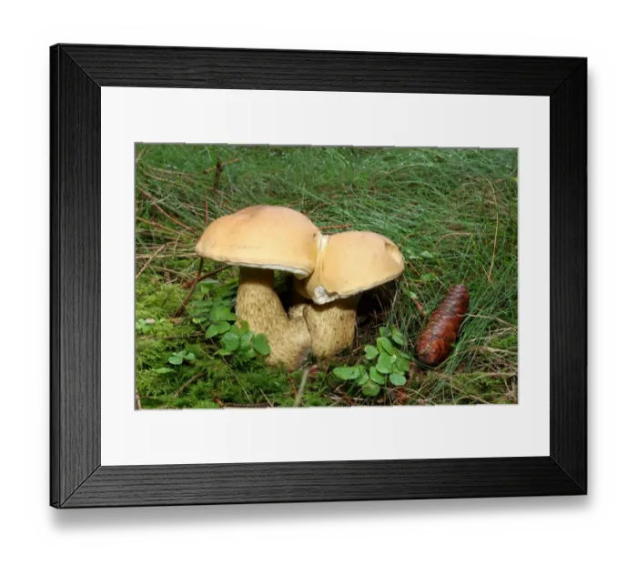 Framed Print : Non-edible False Bolete Mushroom -Tylopilus felleus-, Allgaeu, Bavaria, Germany, Europe Framed Print : Non-edible False Bolete Mushroom -Tylopilus felleus-, Allgaeu, Bavaria, Germany, Europe