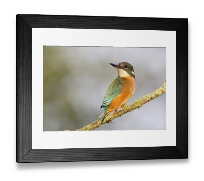 Framed Print : Kingfisher -Alcedo atthis- perched on a branch, North Hesse, Hesse, Germany Framed Print : Kingfisher -Alcedo atthis- perched on a branch, North Hesse, Hesse, Germany