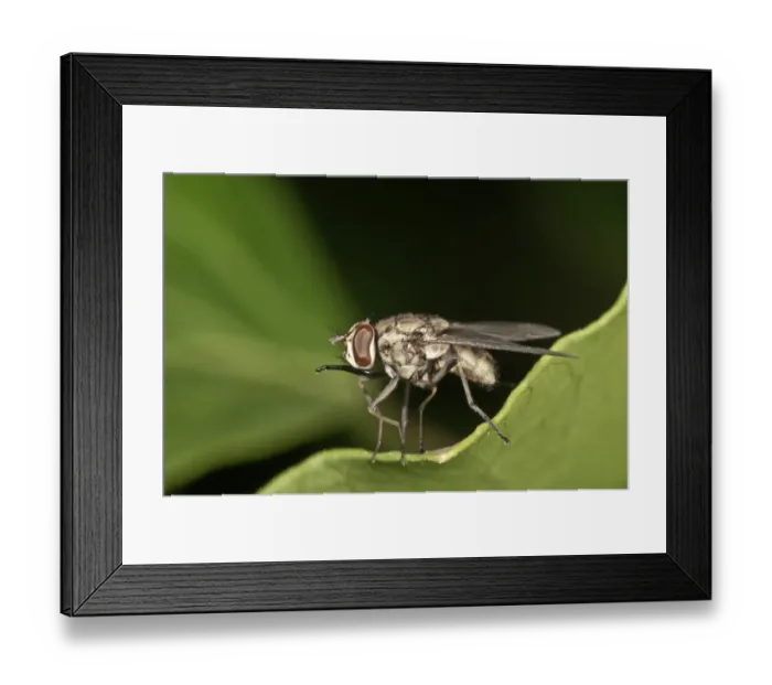 Framed Print : Stable Fly -Stomoxys calcitrans-, Untergroeningen, Baden-Wuerttemberg, Germany, Europe