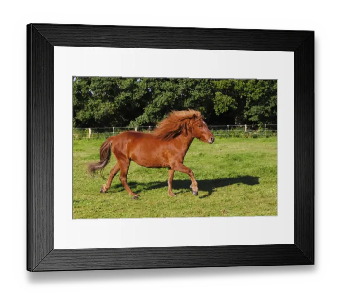 Framed Print : Iceland horse, running mare Framed Print : Iceland horse, running mare