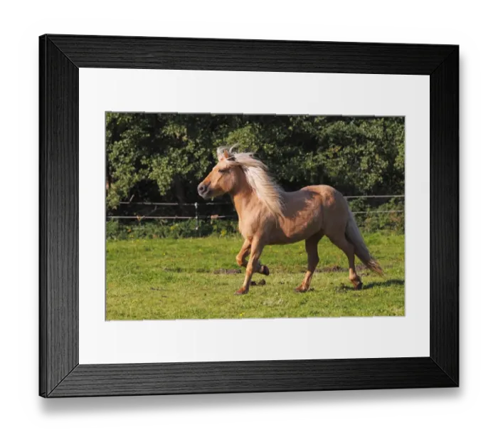 Framed Print : Icelandic Horse, mare running