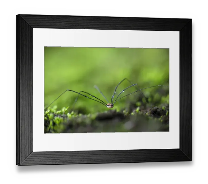 Framed Print : Daddy Longlegs or Harvestman -Opiliones- on moss Framed Print : Daddy Longlegs or Harvestman -Opiliones- on moss