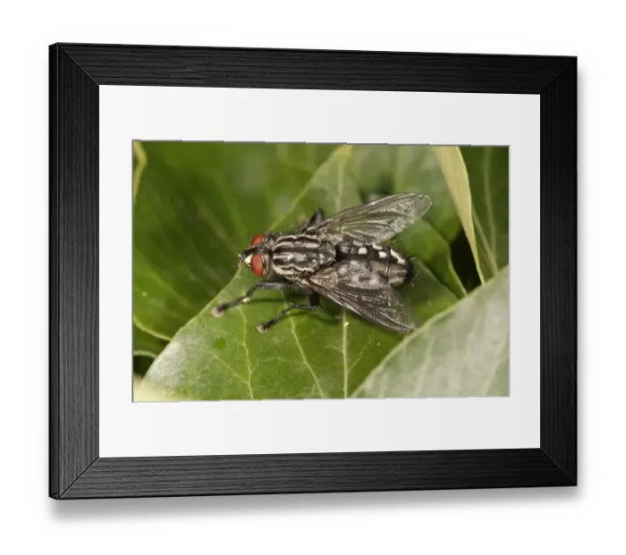 Framed Print : Gray Flesh Fly -Sarcophaga carnaria- Untergroeningen, Baden-Wuerttemberg, Germany, Europe