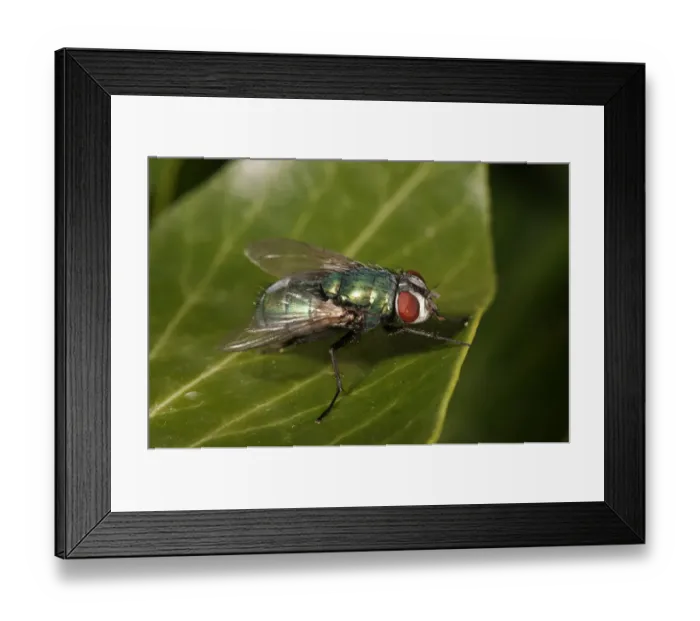 Framed Print : Green Bottle Fly -Lucilia sp. -, female, Untergroeningen, Baden-Wuerttemberg, Germany, Europe Framed Print : Green Bottle Fly -Lucilia sp. -, female, Untergroeningen, Baden-Wuerttemberg, Germany, Europe